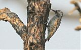Checkered Woodpeckerborder=